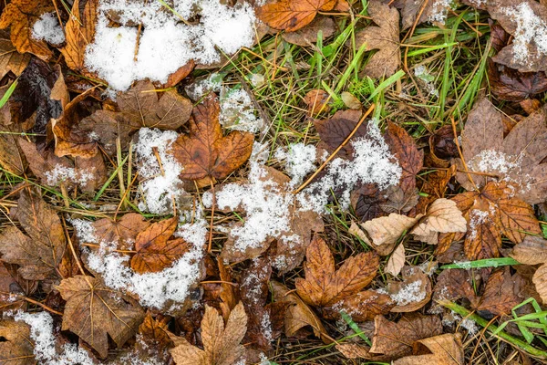 Derretimiento de nieve sobre hojas caídas en otoño o principios de invierno —  Fotos de Stock