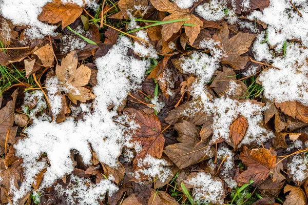 Primera nieve sobre hojas muertas, principios de invierno o deshielo en primavera —  Fotos de Stock