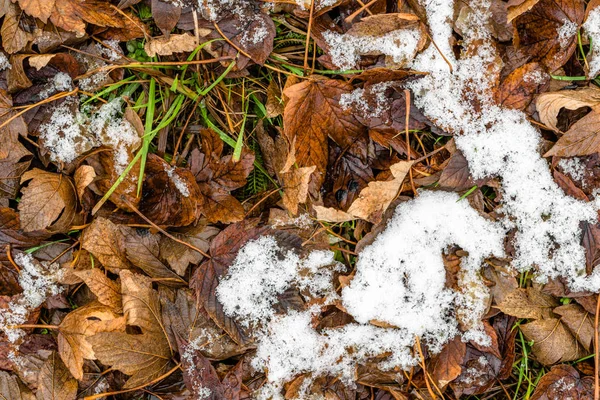 Derretimiento de nieve sobre hojas muertas, principios de invierno o deshielo en primavera — Foto de Stock