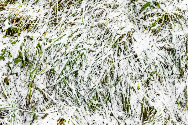 Gräs i snö på vintern eller smältande tidigt på våren, töar — Stockfoto