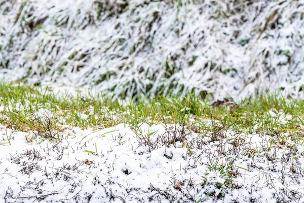 De groei van gras in smeltende sneeuw in het voorjaar ontdooit — Stockfoto