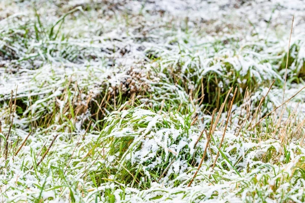 Campo con erba nella neve in autunno o all'inizio dell'inverno — Foto Stock