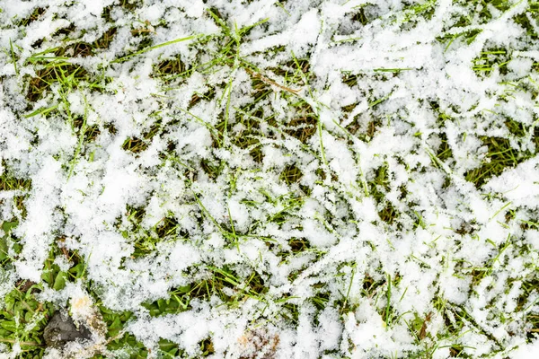 Hierba en la nieve, prado en invierno o deshielo de primavera — Foto de Stock