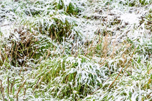 Erba nella neve, prato in inverno o in primavera scongelamenti — Foto Stock
