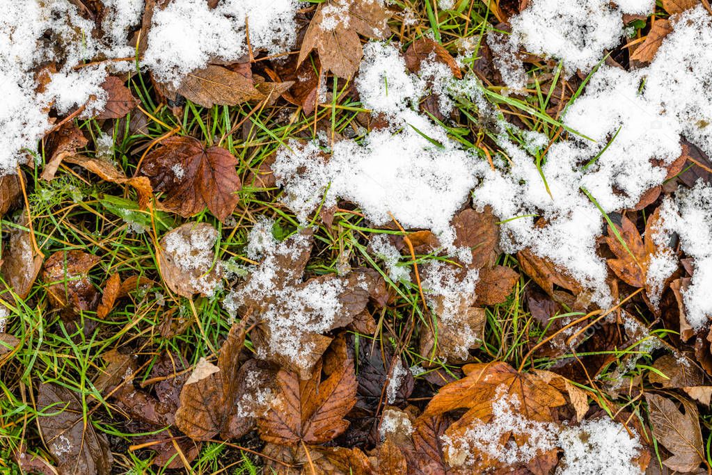 Melting snow on dead leaves, early winter or thaws in spring