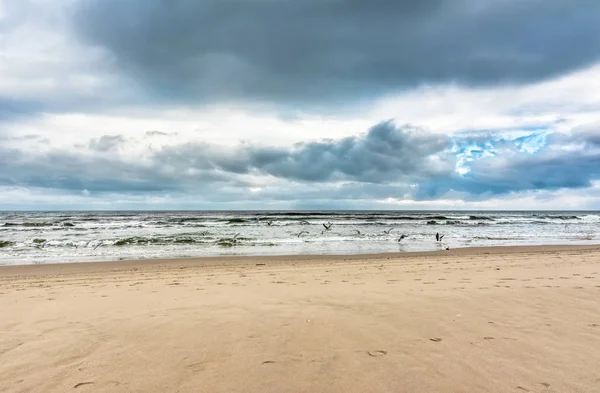 Seaguls over beach sea, landscape — Stock Photo, Image