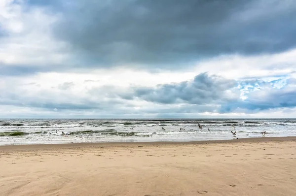 Чайки літають над пляжним морем, пейзаж — стокове фото