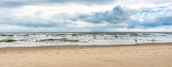 Latające mewy na plaży, krajobraz, panoramicznym widokiem na morze w spring — Zdjęcie stockowe