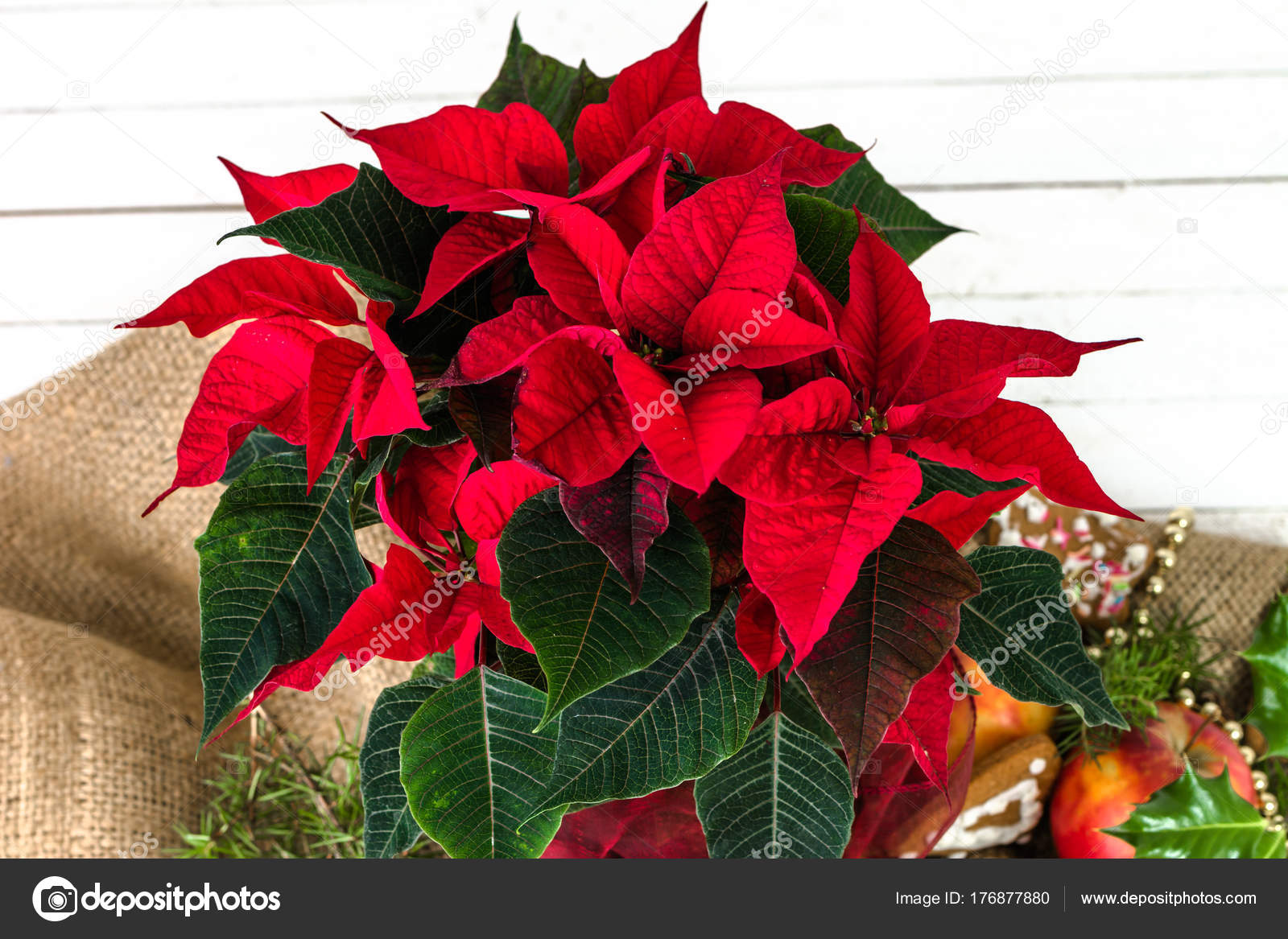 Roten Weihnachtsstern Weihnachten Blume Für Dekoration Oder