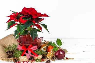 Noel masa dekorasyon. Beyaz ahşap zemin üzerinde kırmızı Atatürk çiçeği çiçek ile Noel kompozisyon