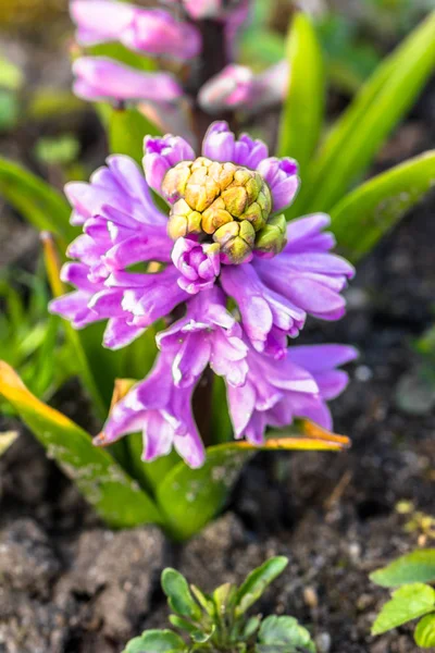 庭、春の花でピンクのヒヤシンス マクロ — ストック写真