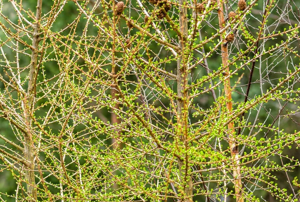 Fresh green spring tree, larch branch with needles — Stock Photo, Image