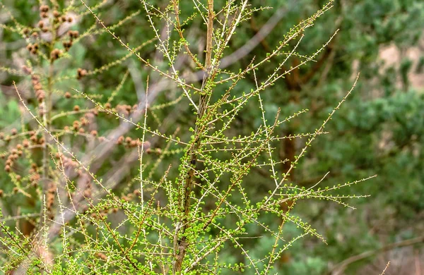 Árbol de primavera verde fresco, rama de alerce con agujas —  Fotos de Stock