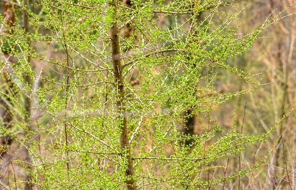 Färska gröna våren träd, lärk gren med nålar — Stockfoto