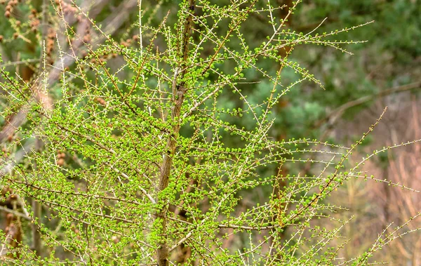 Fresh green spring tree, larch branch with needles — Stock Photo, Image