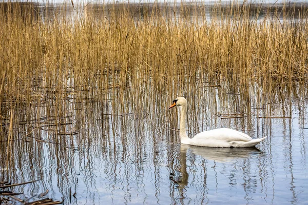 Vit svan på sjön bland vass — Stockfoto