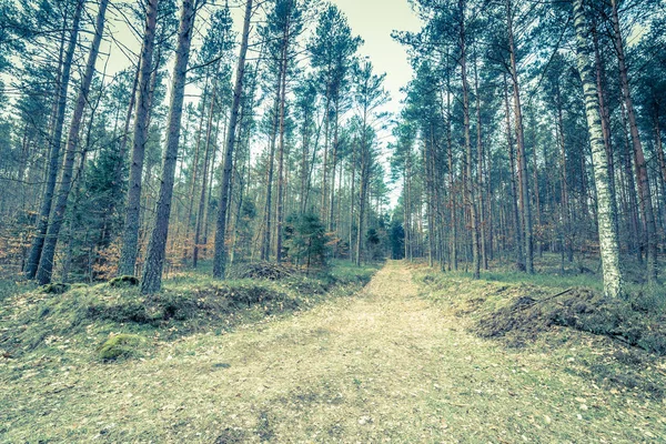 Início da primavera na paisagem da floresta, foto do vintage — Fotografia de Stock