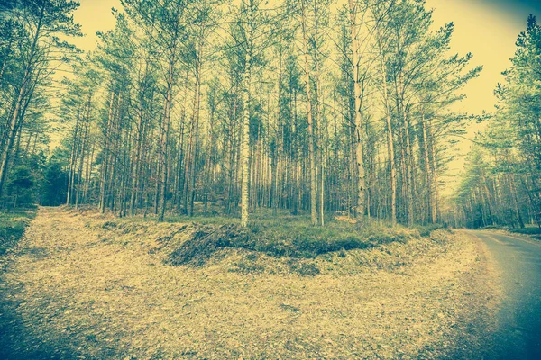 Vorfrühling in der Waldlandschaft, Weggabelung, Oldtimer-Foto — Stockfoto