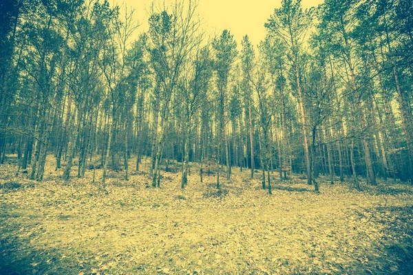 Início da primavera na paisagem da floresta, foto do vintage — Fotografia de Stock
