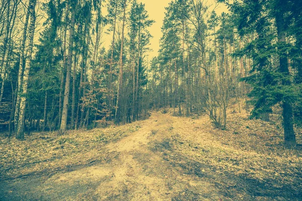 Au début du printemps dans le paysage forestier, photo vintage — Photo