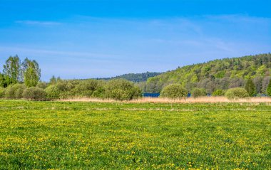 Kır çiçekleri çayır üzerinde. Karahindiba çim mavi gökyüzü altında güneşli bir günde çiçek açan bahar alanında peyzaj.