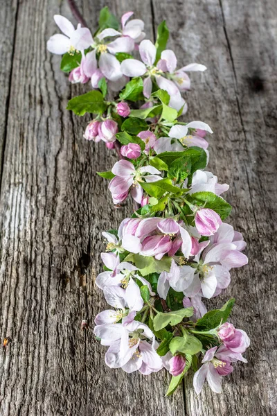 アップル花、木製の背景に春の花支店 — ストック写真