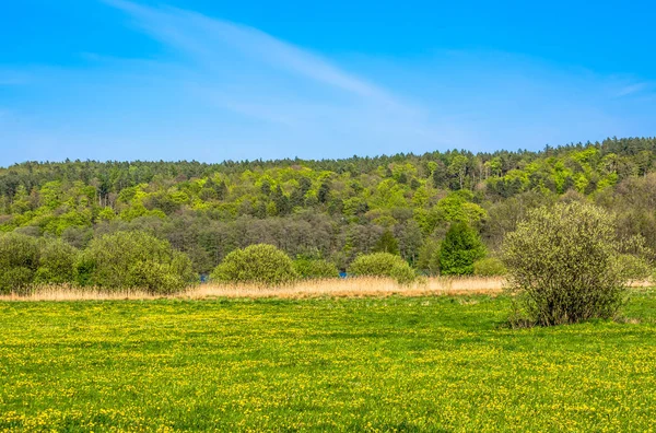 Paysage printanier vert avec champ de pissenlit, fleurs sur prairie avec herbe luxuriante et ciel bleu — Photo