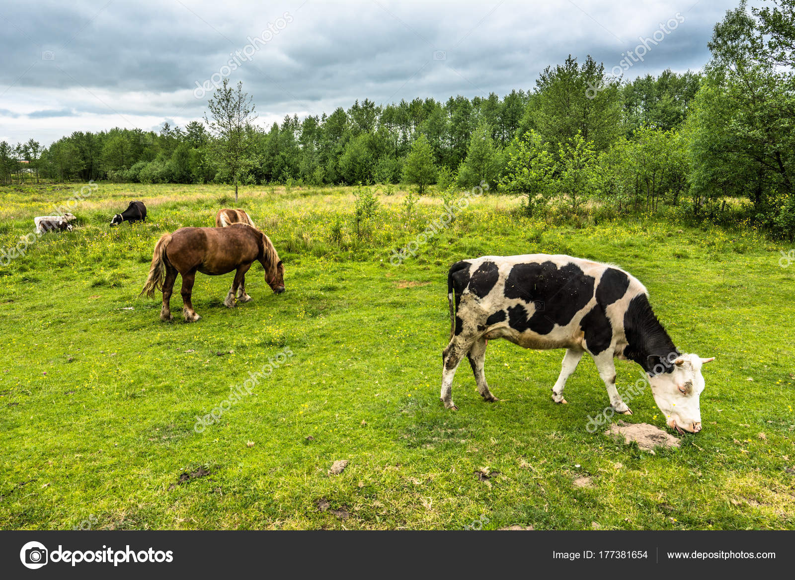 Granja rural, caballos y vacas pastando en campo verde en primavera
