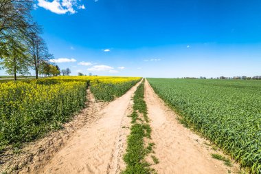 Toprak yol alan tecavüz ve tahıl, manzara ile