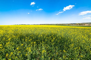 Kanola peyzaj, mavi gökyüzü ufukta çiçek açan alan