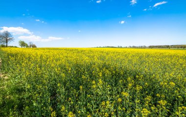 Çiçek açan kolza tohumu alan manzara, mavi gökyüzü ufukta
