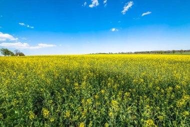 Çiçek açan kolza tohumu alan manzara, mavi gökyüzü ufukta