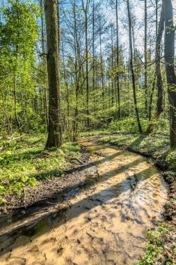 Yeşil orman ve nehir, Bahar orman manzara