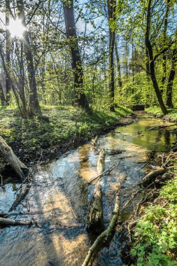 Küçük yeşil bahar orman, vahşi doğada peyzaj nehirde