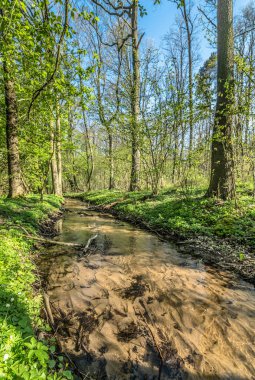 Yeşil orman ve nehir, Bahar orman manzara