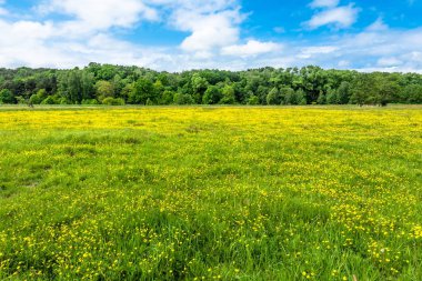Bahar, manzara çayır üzerinde sarı çiçek