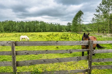 Yeşil alan, kırsal manzara ata ile ranch
