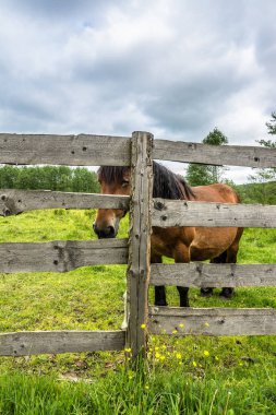 Ahşap çit, at çiftliği, ülkenin peyzaj arkasında sahada güzel at