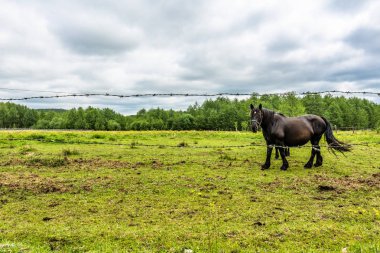 Güzel at otlatma alanı, at çiftliği, ülkenin peyzaj