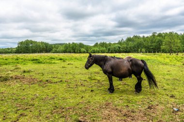 Güzel at otlatma alanı, at çiftliği, ülkenin peyzaj