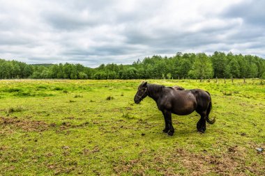 Yeşil alan, kırsal manzara ata ile çiftlik