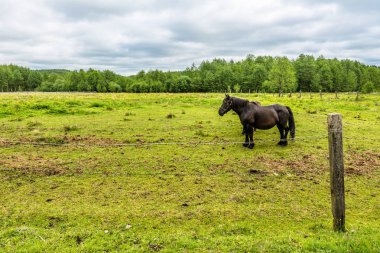 Yeşil alan, kırsal manzara ata ile ranch