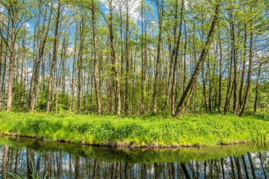 Taze yaprakları ağaçların üzerinden ormanı, doğal görünüm Nehri üzerinde yeşil bahar yatay
