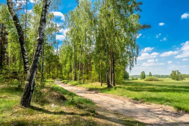 Yeşil bahar orman yolu, güneşli gün taze yeşil ağaçların, yatay