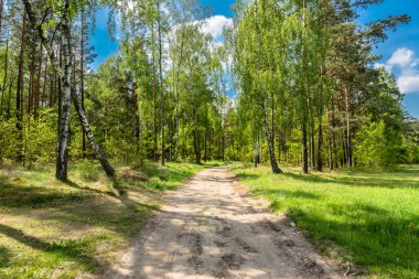 Manzara bahar orman, güneşli gün yeşil ağaçların ve mavi gökyüzü arasında yol