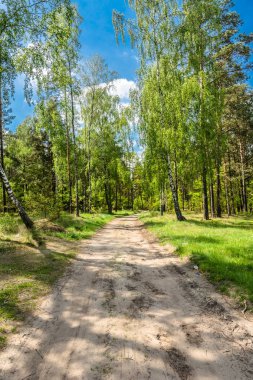Yeşil bahar orman yolu, güneşli gün taze yeşil ağaçların, yatay