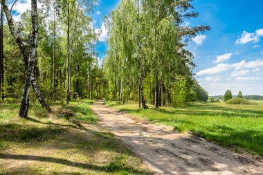 Yeşil bahar orman yolu, güneşli gün taze yeşil ağaçların, yatay