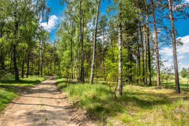 Manzara bahar orman, güneşli gün yeşil ağaçların ve mavi gökyüzü arasında yol
