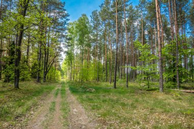Manzara bahar orman, güneşli gün yeşil ağaçların ve mavi gökyüzü arasında yol