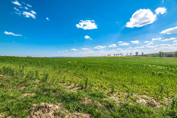 Paisagem de campo verde, céu azul no horizonte — Fotografia de Stock